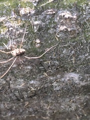 Leuronychus pacificus