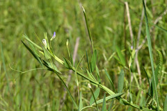 Lathyrus pusillus