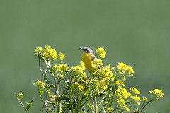 Motacilla flava flava