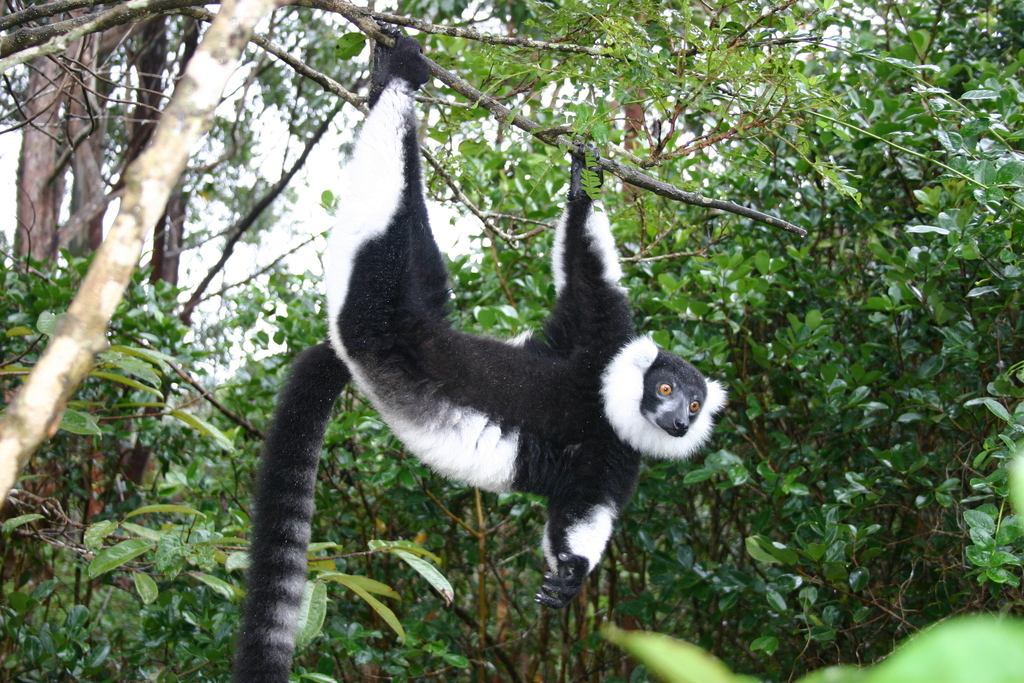 Black-And-White Ruffed Lemur