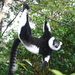 Lemur de Collar - Photo no hay derechos reservados, subido por fishhead