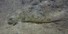 Pseudogobius taijiangensis