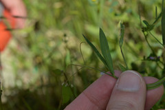 Lathyrus pusillus