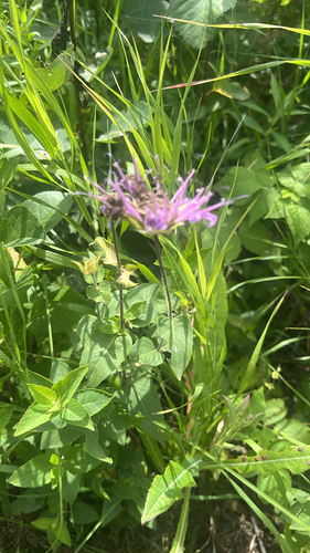 wild bergamot