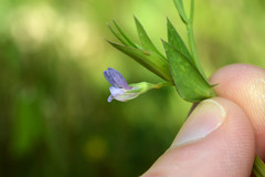 Lathyrus pusillus