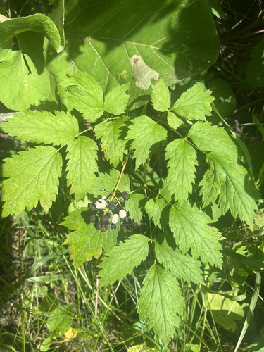 white-fruited red baneberry