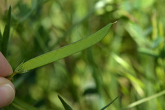 Lathyrus pusillus