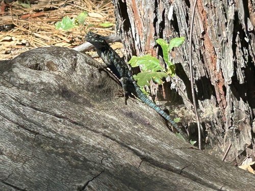 iNaturalist observation photo of Western Fence Lizard