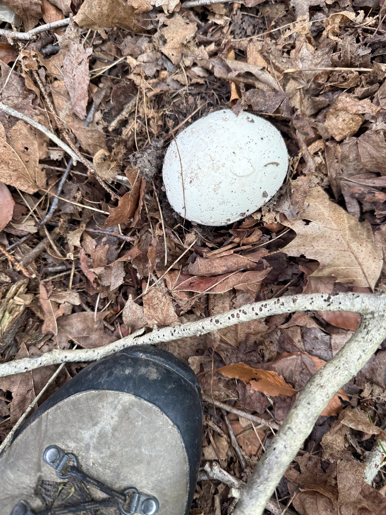 giant puffball · August 2026 · photo: Photo: (c) Andrew Murray, some rights reserved (CC BY) · iNaturalist
