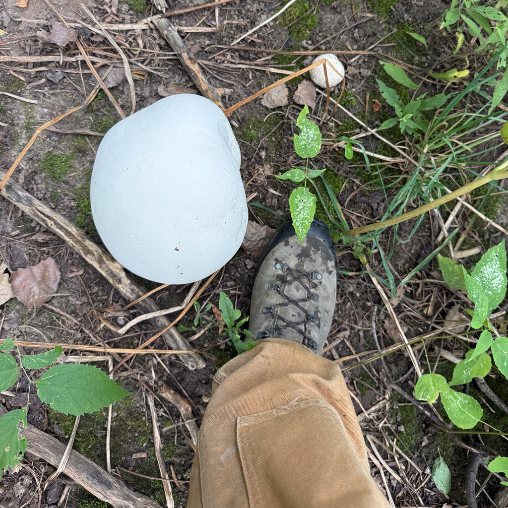 giant puffball · August 2026 · photo: Photo: (c) Andrew Murray, some rights reserved (CC BY) · iNaturalist