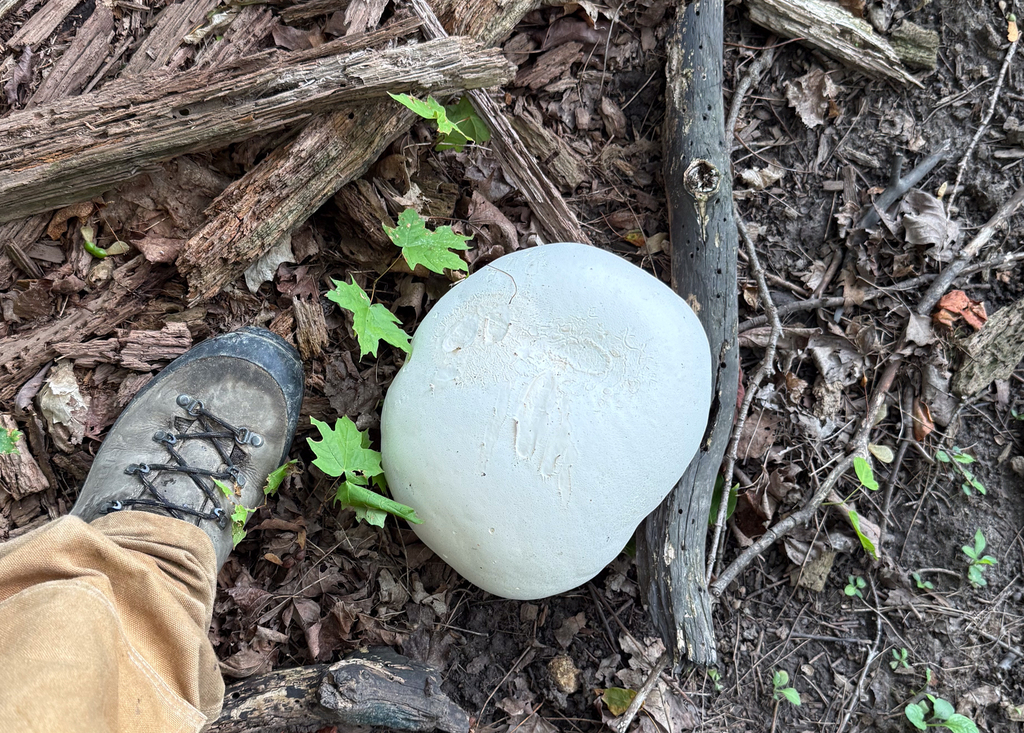 giant puffball · August 2026 · photo: Photo: (c) Andrew Murray, some rights reserved (CC BY) · iNaturalist