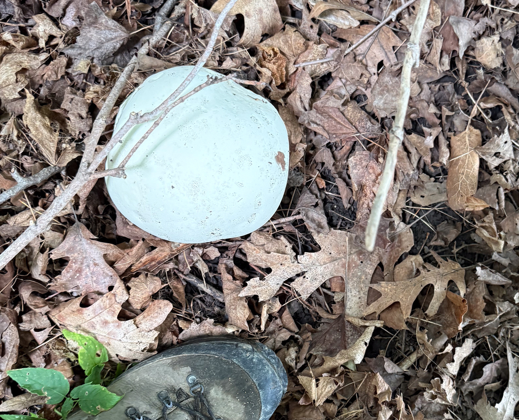 giant puffball · August 2026 · photo: Photo: (c) Andrew Murray, some rights reserved (CC BY) · iNaturalist