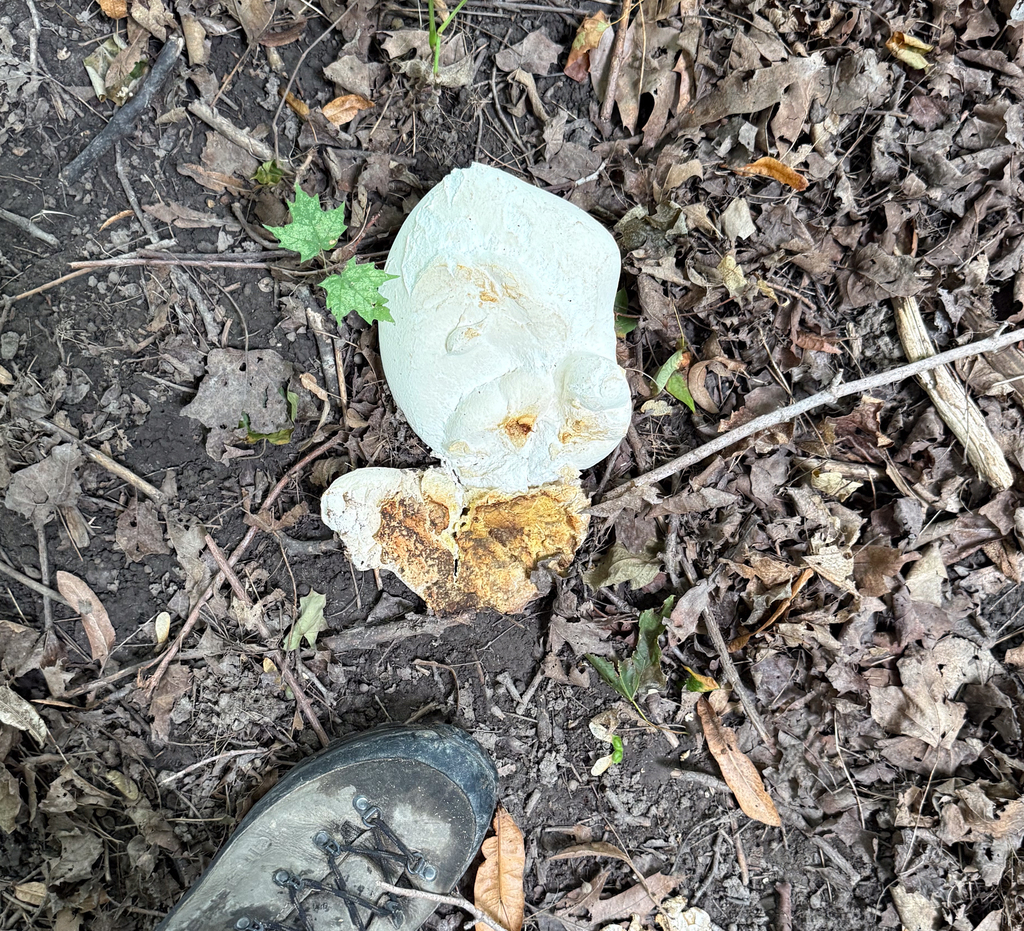 giant puffball · August 2026 · photo: Photo: (c) Andrew Murray, some rights reserved (CC BY) · iNaturalist