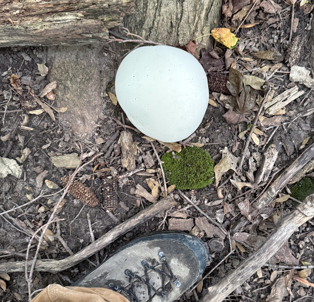 giant puffball · August 2026 · photo: Photo: (c) Andrew Murray, some rights reserved (CC BY) · iNaturalist