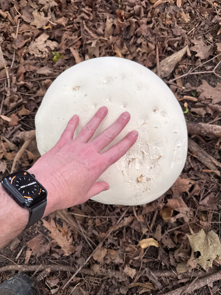 giant puffball · August 2026 · photo: Photo: (c) Andrew Murray, some rights reserved (CC BY) · iNaturalist