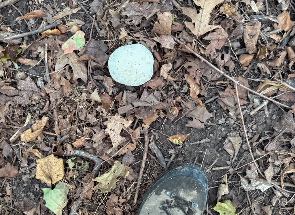 giant puffball · August 2026 · photo: Photo: (c) Andrew Murray, some rights reserved (CC BY) · iNaturalist
