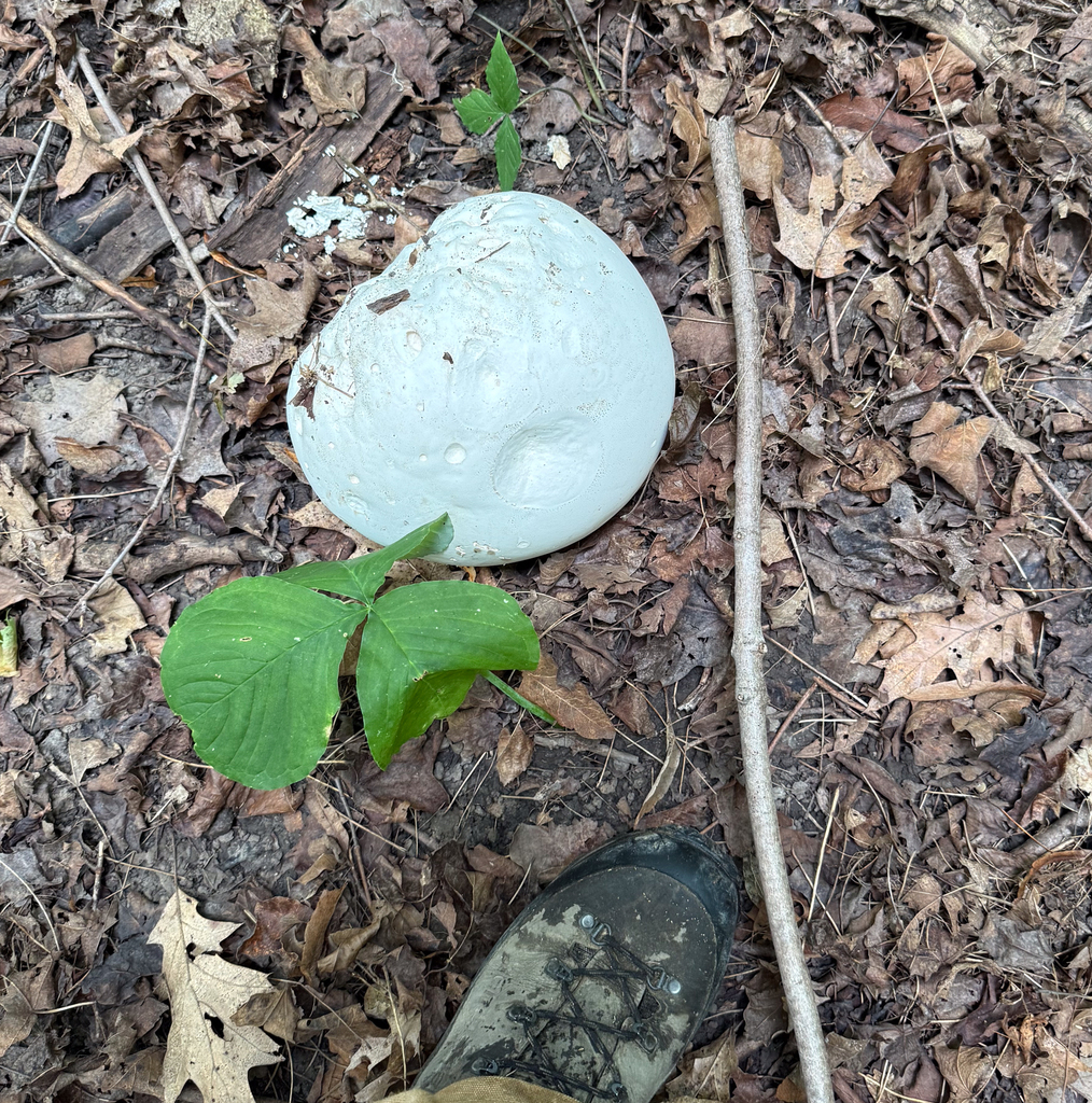 giant puffball · August 2026 · photo: Photo: (c) Andrew Murray, some rights reserved (CC BY) · iNaturalist