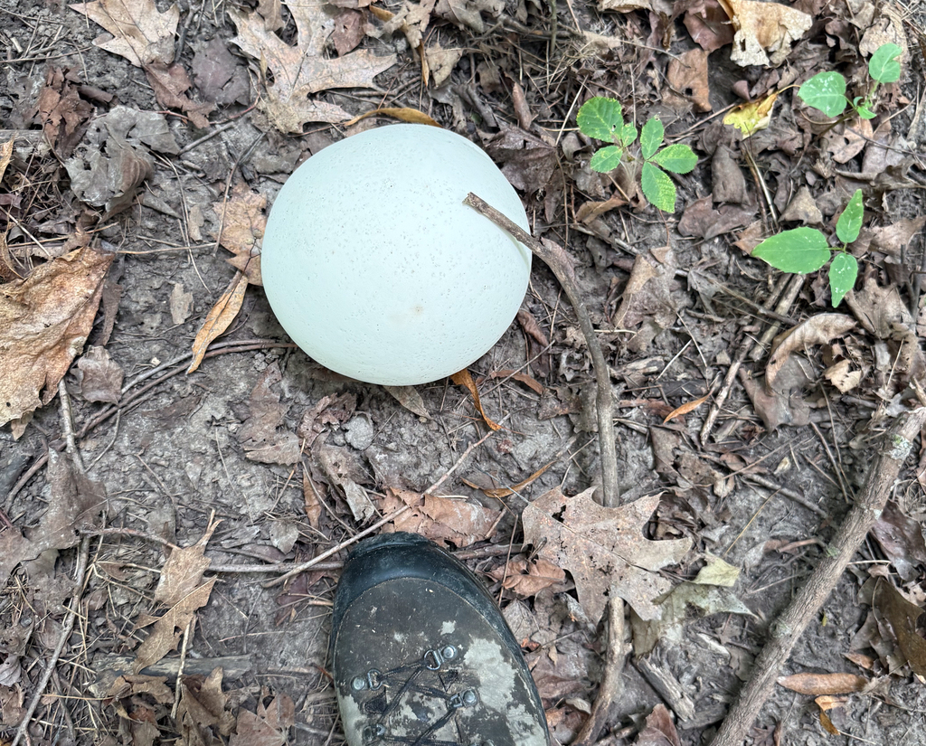 giant puffball · August 2026 · photo: Photo: (c) Andrew Murray, some rights reserved (CC BY) · iNaturalist