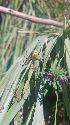 Wasp Spider