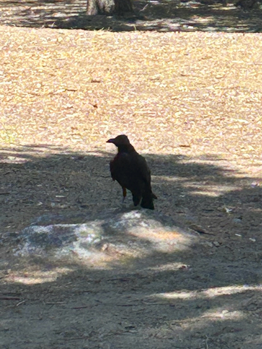 iNaturalist observation photo of Common Raven