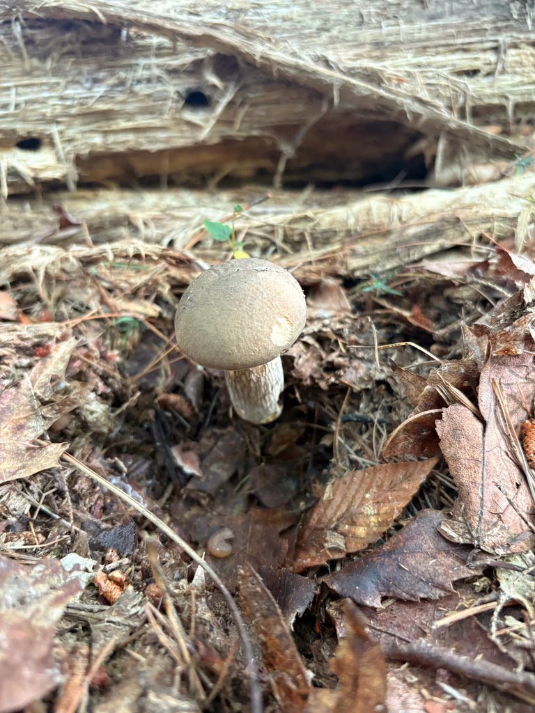 Grey Bolete · August 2026 · photo: Photo: (c) delognut, some rights reserved (CC BY) · iNaturalist