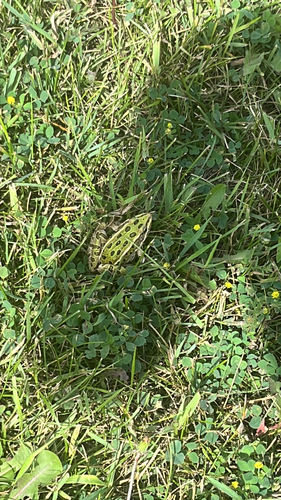 Northern Leopard Frog