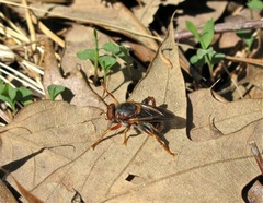 Teuchocnemis bacuntius