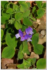 Lathyrus laxiflorus