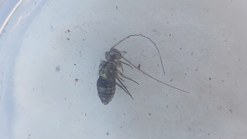 cloudy brown barklouse