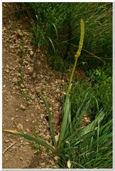 Eremurus spectabilis