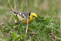 Citrine Wagtail photo 6