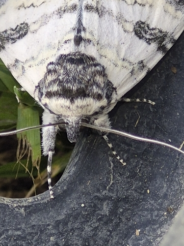 White Underwing