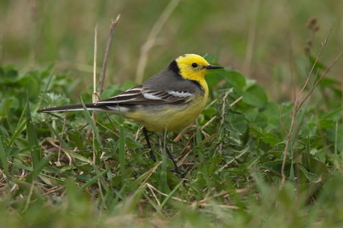 Citrine Wagtail