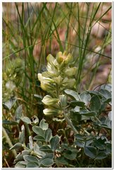 Hedysarum candidum