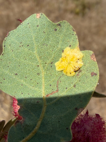 Plate Gall Wasp seen in Sonoma Valley