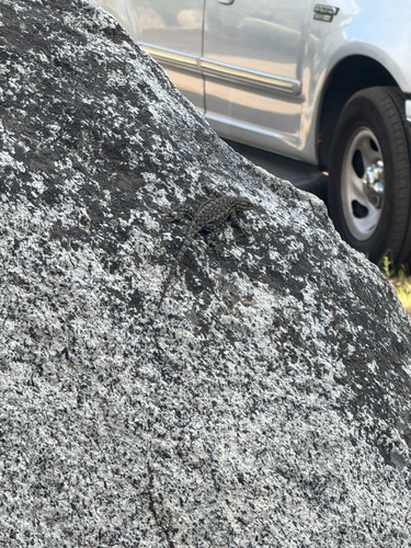 iNaturalist observation photo of Western Fence Lizard