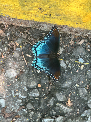 Red-spotted Admiral