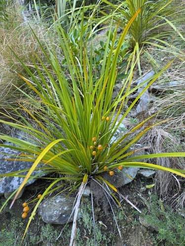 Libertia grandiflora observed 2026-08-17