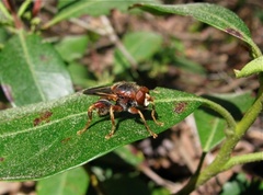 Teuchocnemis bacuntius