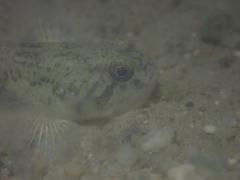 Pseudogobius taijiangensis