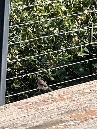 Dark-eyed Junco seen in Sonoma Valley
