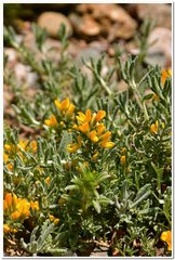 Genista albida