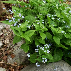 Brunnera