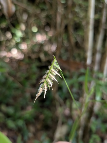 Echinolaena observed 2026-08-16