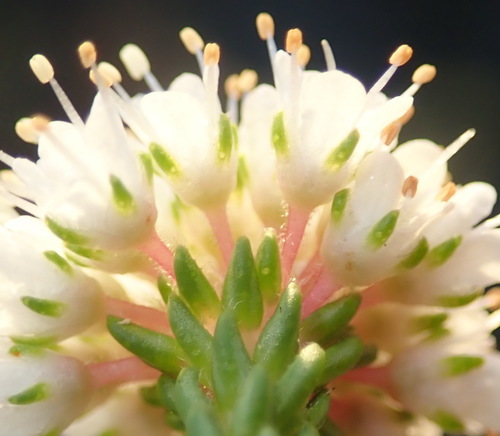 Image of Agathosma serpyllacea by (c) Nicola van Berkel, some rights reserved (CC BY-SA)