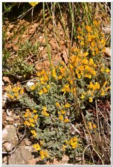 Genista albida