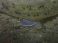 Pseudogobius taijiangensis