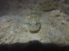 Pseudogobius taijiangensis