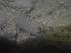 Pseudogobius taijiangensis