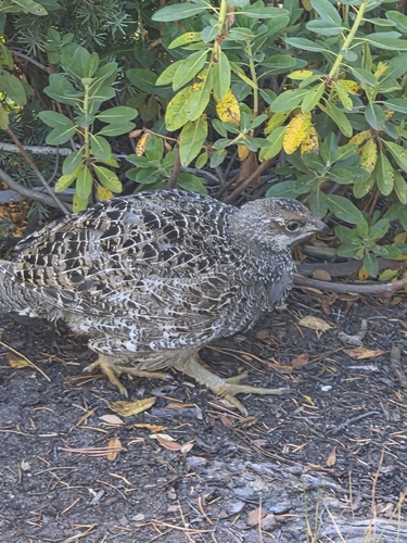 iNaturalist observation photo of Sooty Grouse